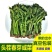 莱阳香椿芽新鲜头茬野生香椿咸菜头腌制泡菜榨菜小酱酸