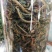 莱阳香椿芽新鲜头茬野生香椿咸菜头腌制泡菜榨菜小酱酸