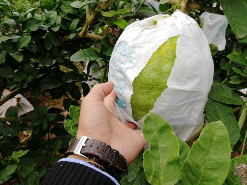 香橼（一级精品果）
