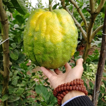 香橼（一级精品果）