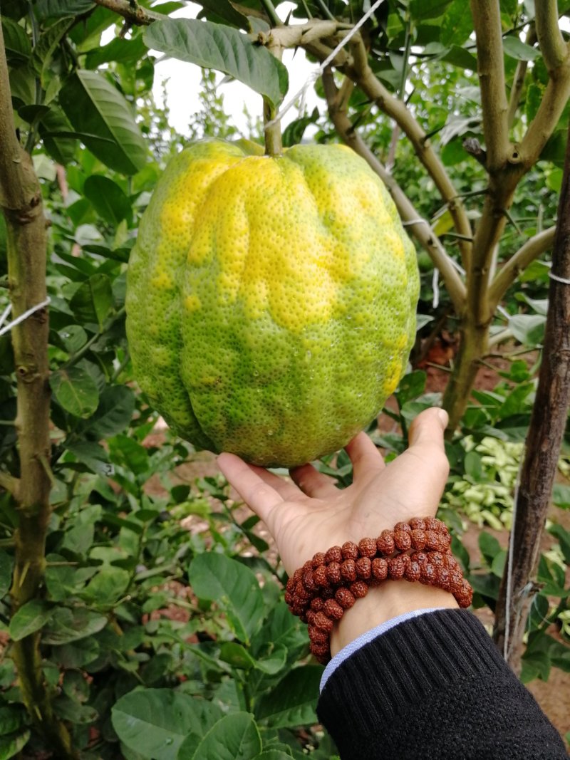 香橼（一级精品果）