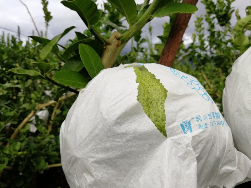 香橼（一级精品果）