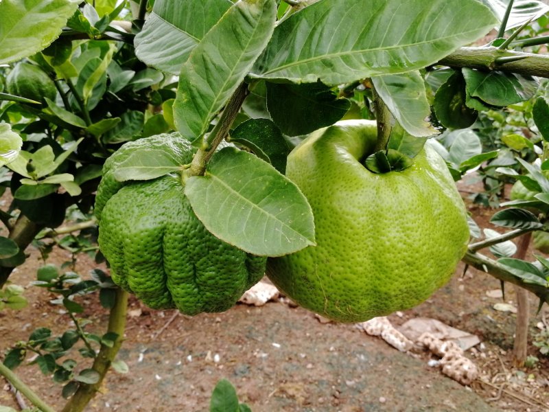 香橼（一级精品果）
