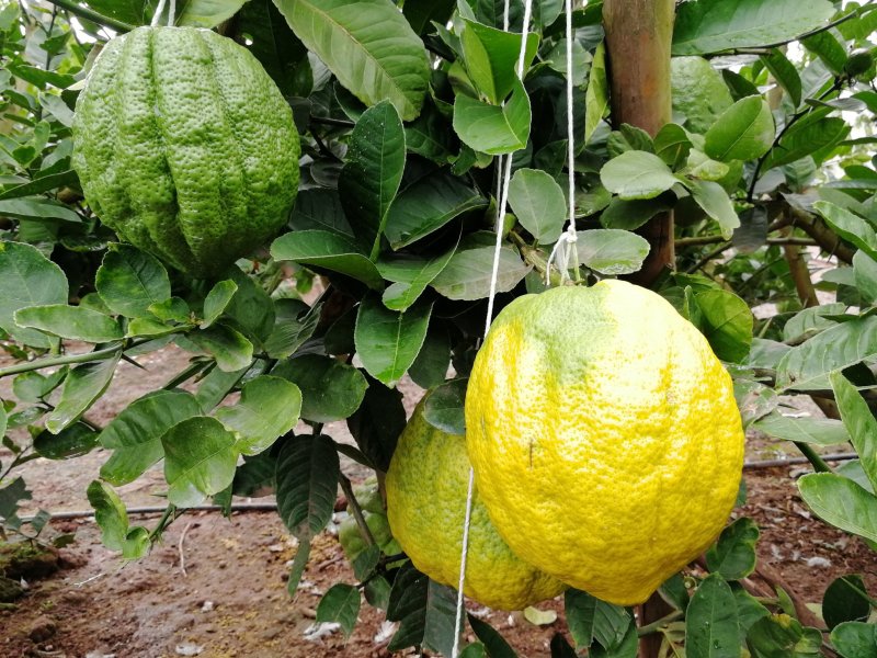 香橼（一级精品果）