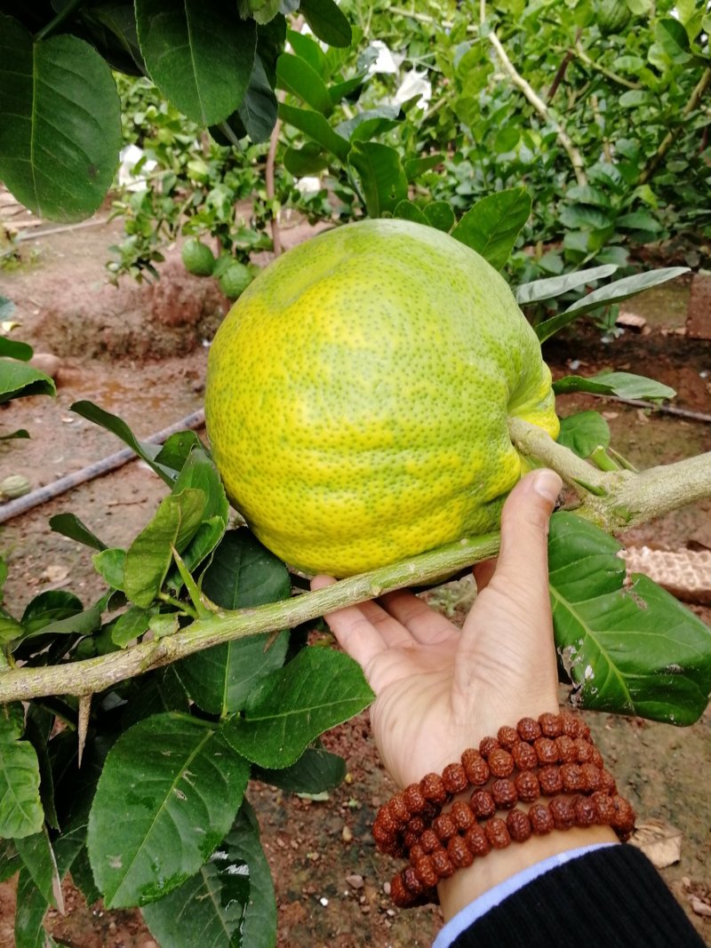 香橼（一级精品果）