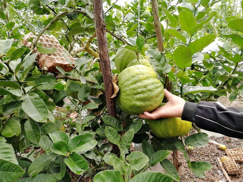 香橼（一级精品果）