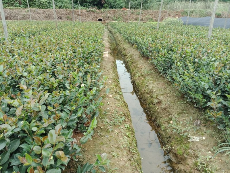 供应茶梅小苗，茶梅工程苗