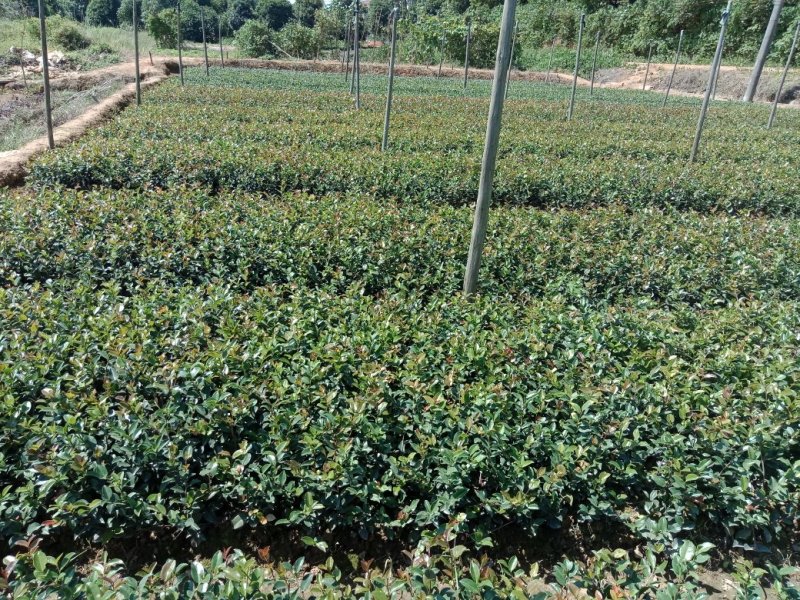 供应茶梅小苗，茶梅工程苗