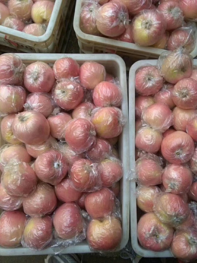 膜袋红富士苹果无残次果【口感脆甜色泽鲜艳】