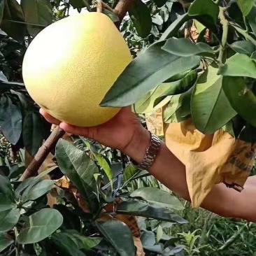 蜜柚一手货源个头大皮薄口感好