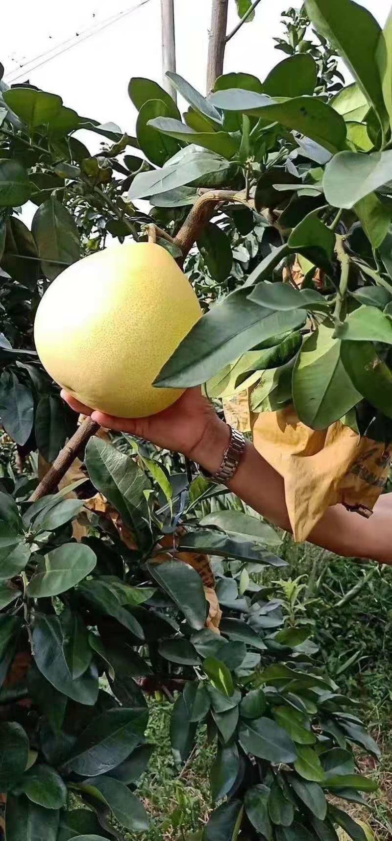 蜜柚一手货源个头大皮薄口感好