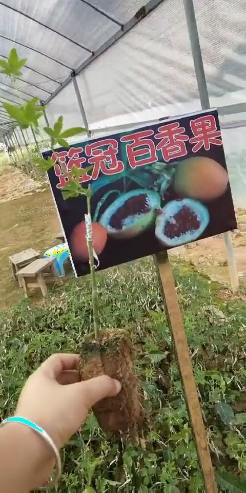 百香果苗。篮冠百香果