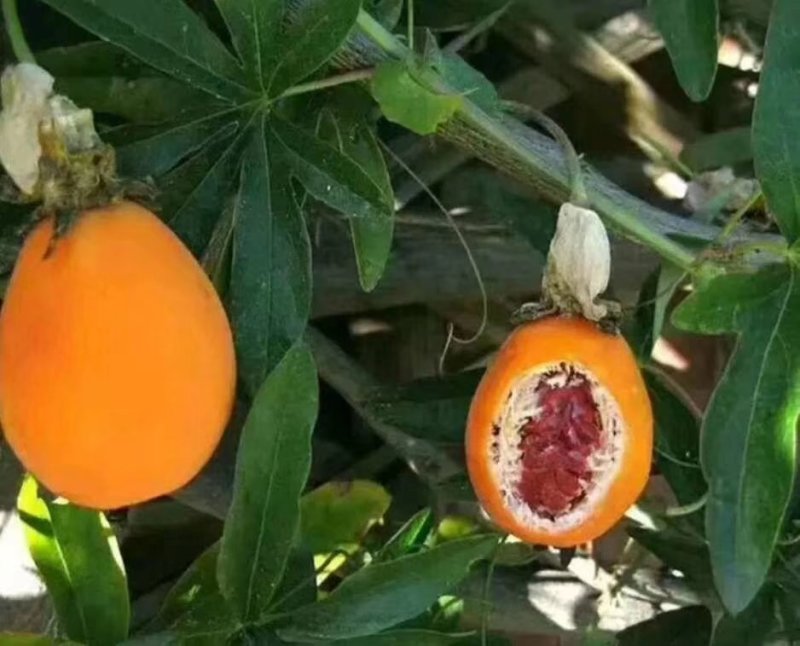 百香果苗。篮冠百香果
