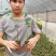 百香果苗。篮冠百香果