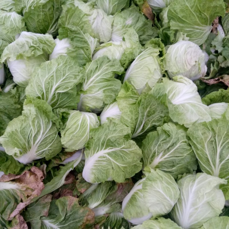 精品大白菜上市，，，，，，