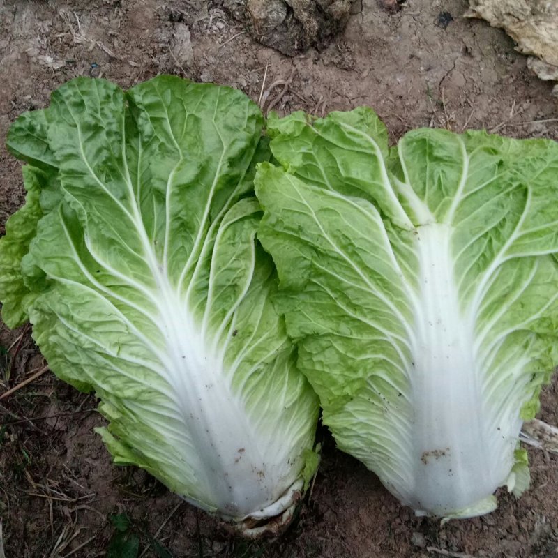 精品大白菜上市，，，，，，