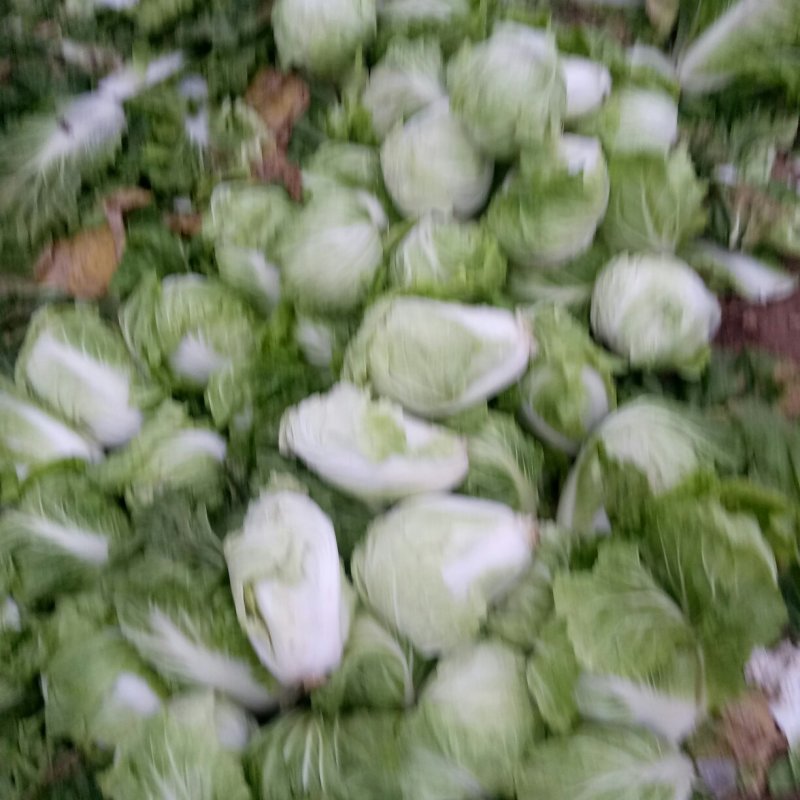 精品大白菜上市了，，，，