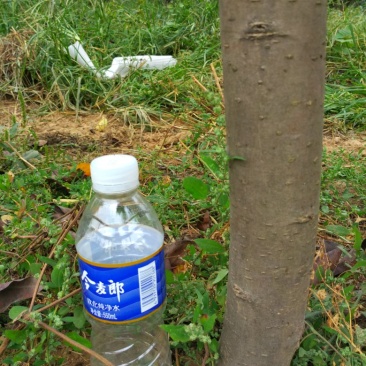 梨树销售