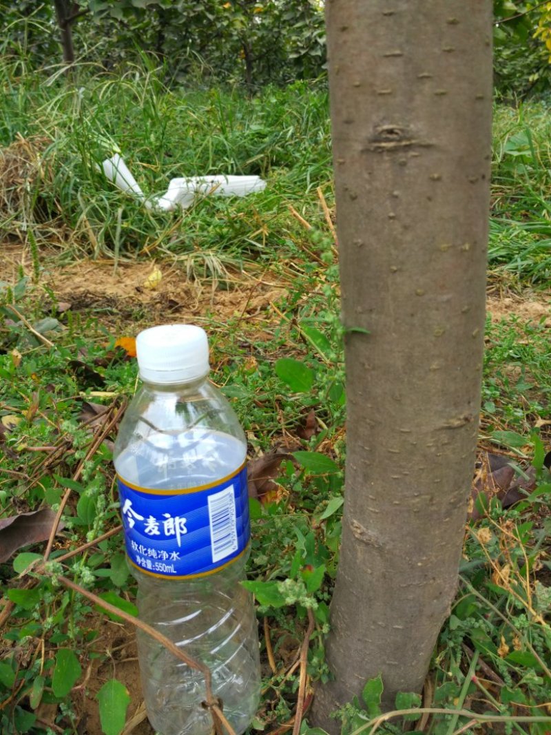 梨树销售