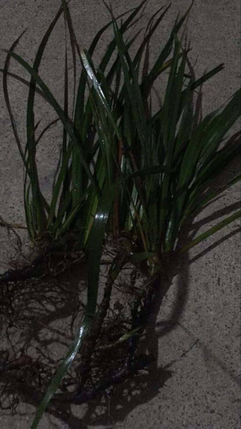 石菖蒲种苗出售