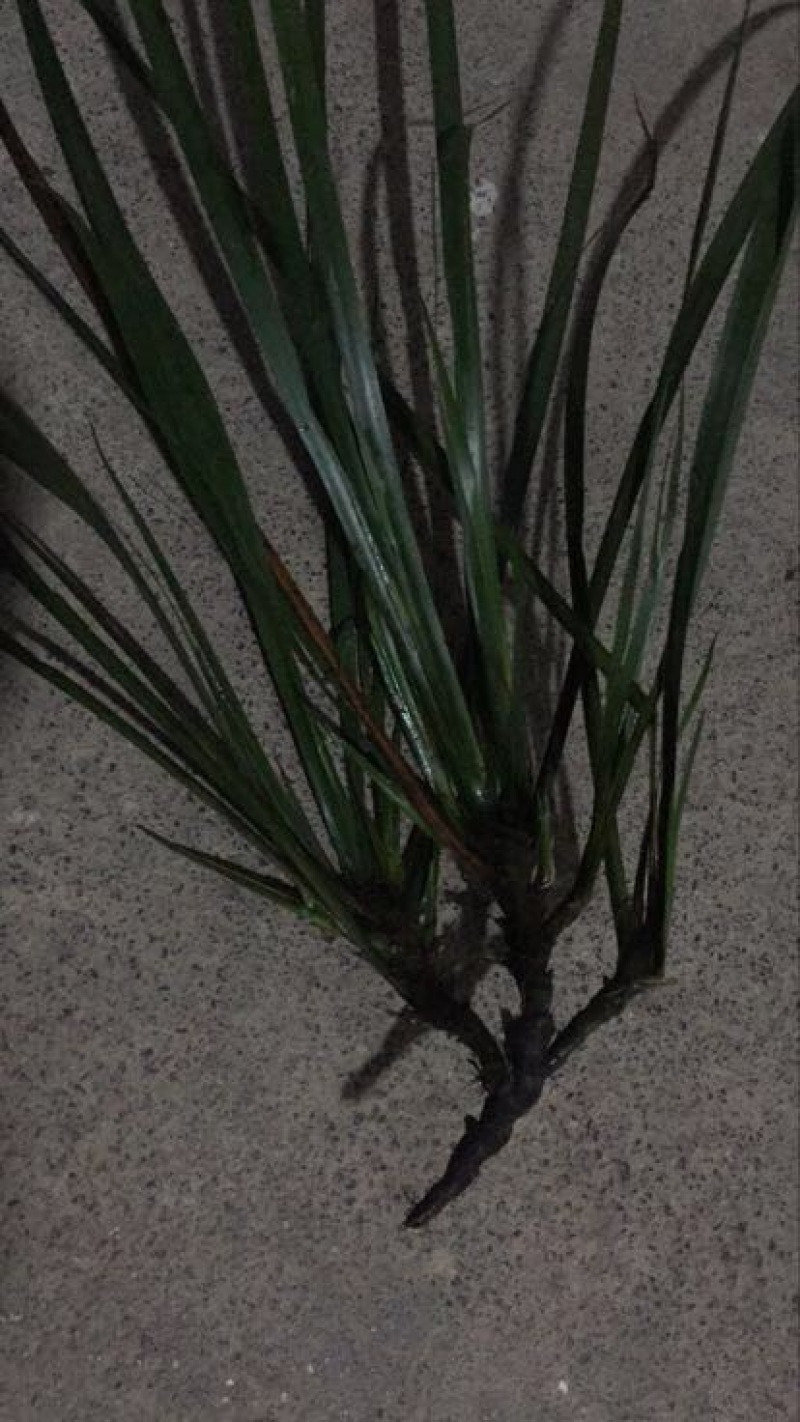 石菖蒲种苗出售