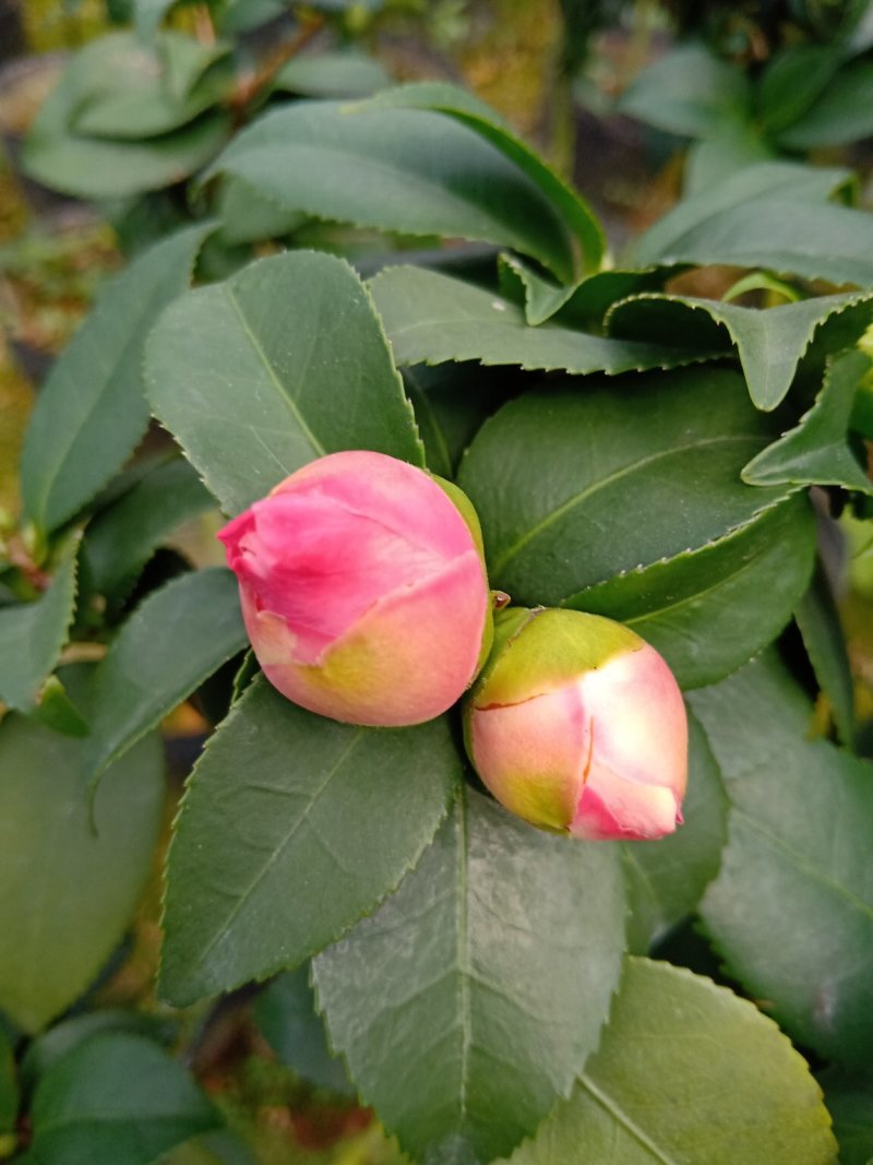 产地直销批发精品带苞大香水茶花