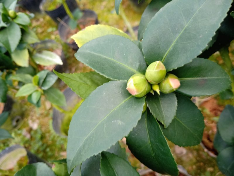 产地直销批发精品带苞大香水茶花