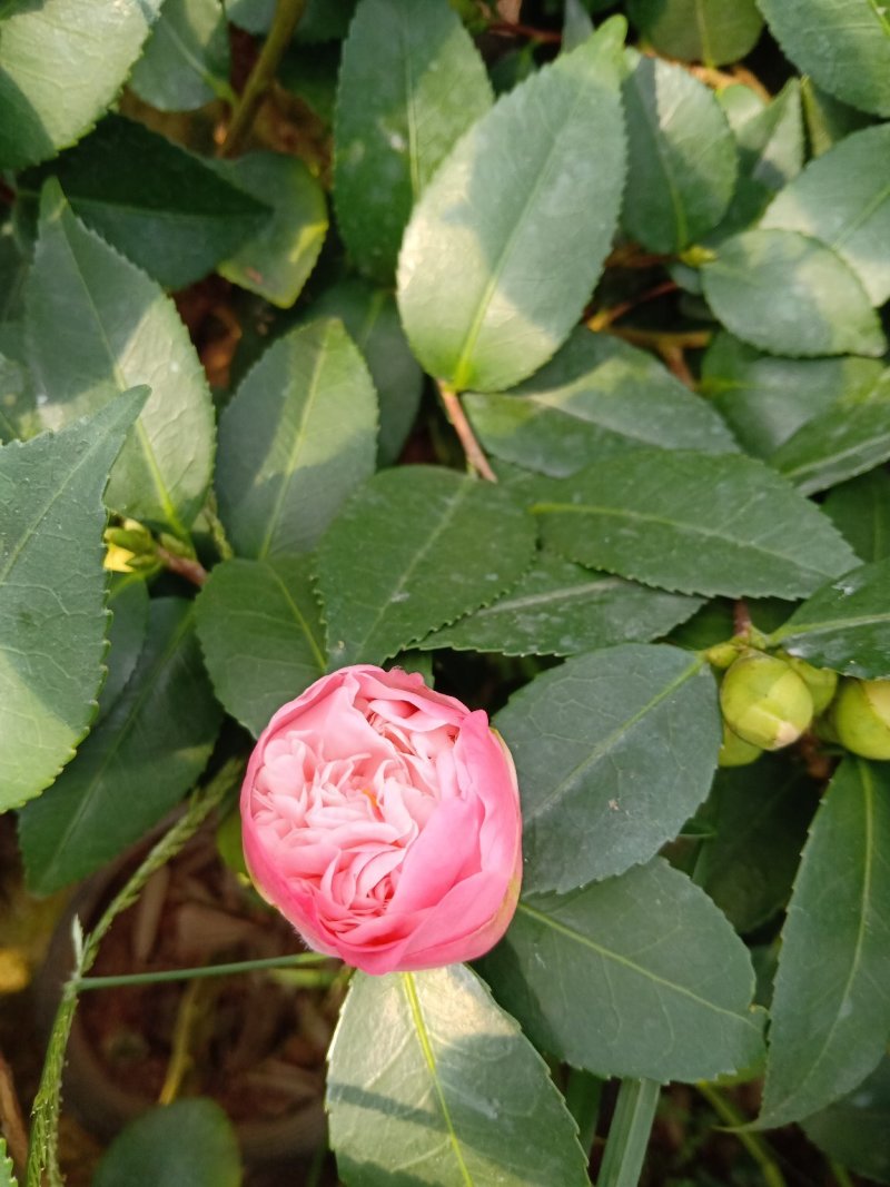 产地直销批发精品带苞大香水茶花