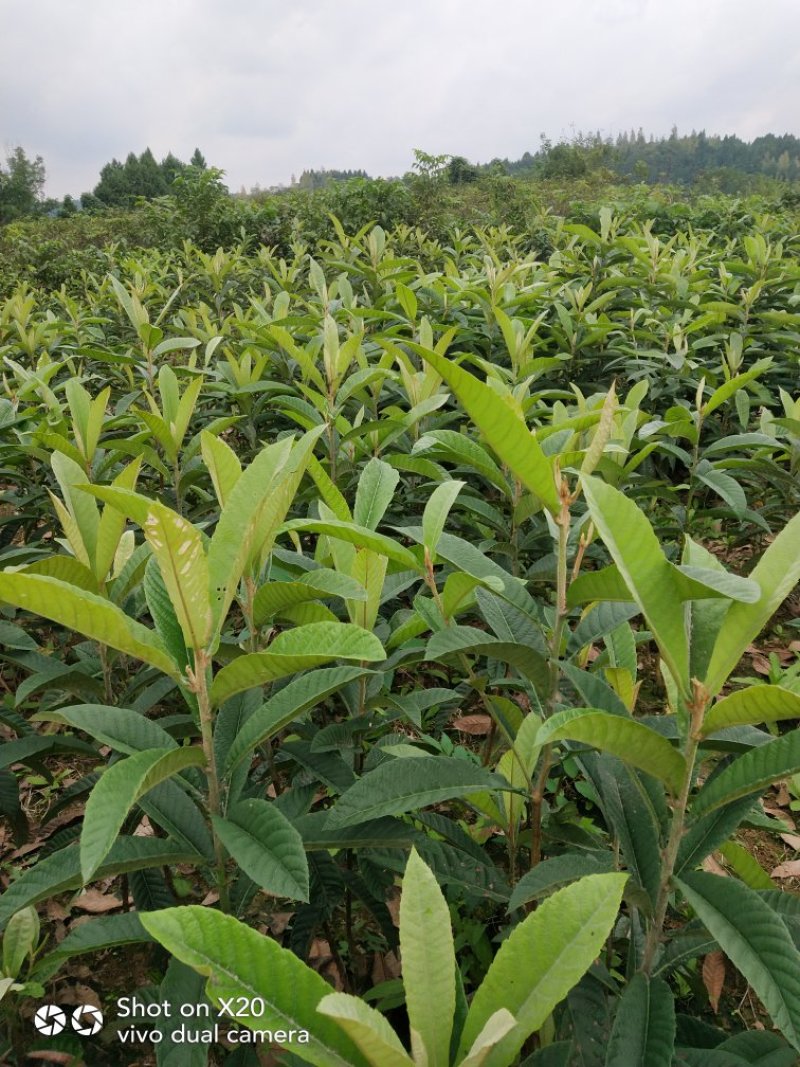 大五星枇杷苗技术支持