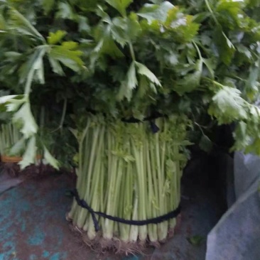 芹菜