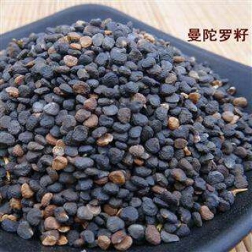 曼陀罗籽，古代蒙汗药，今天麻醉药。