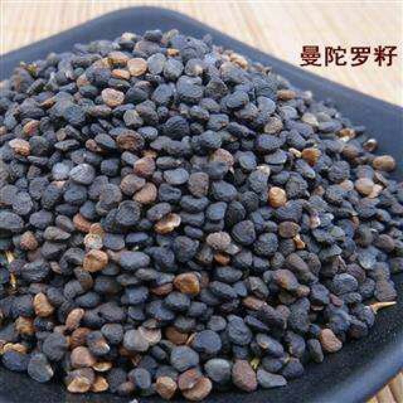曼陀罗籽，古代蒙汗药，今天麻醉药。