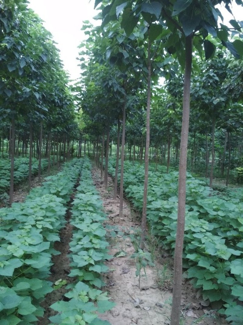 梓树小苗大量供应。楸树1/30公分清地。