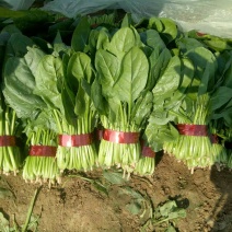 菠菜