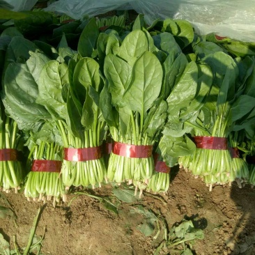 菠菜