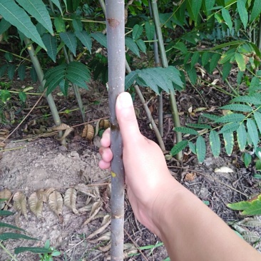 正宗的泰山红油香椿树苗批发