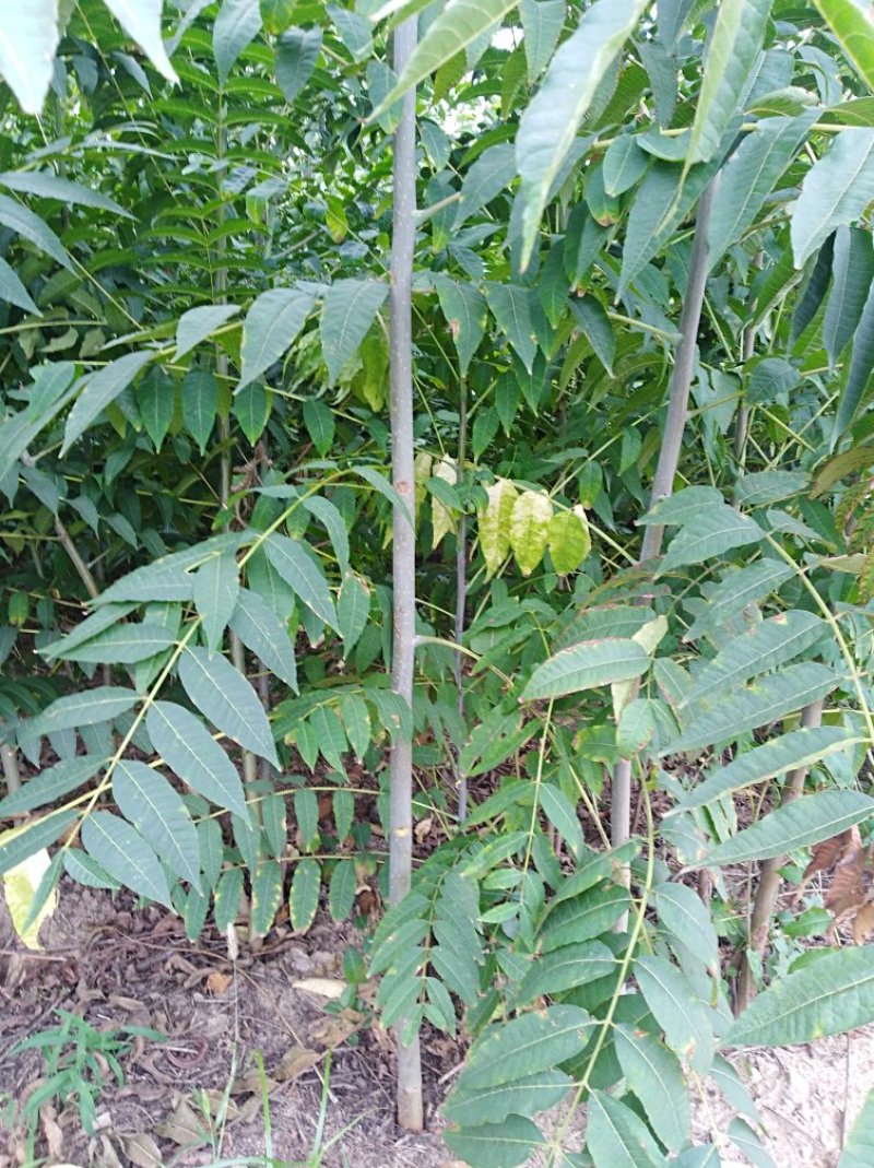 正宗的泰山红油香椿树苗批发