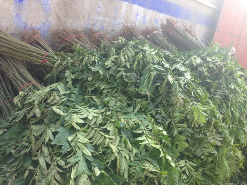 正宗的泰山红油香椿树苗批发