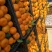 陕西汉中密桔大量上市60～75cm高山蜜橘现货