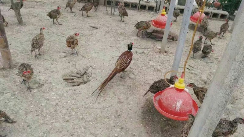 农家散养野鸡蛋，鸡蛋