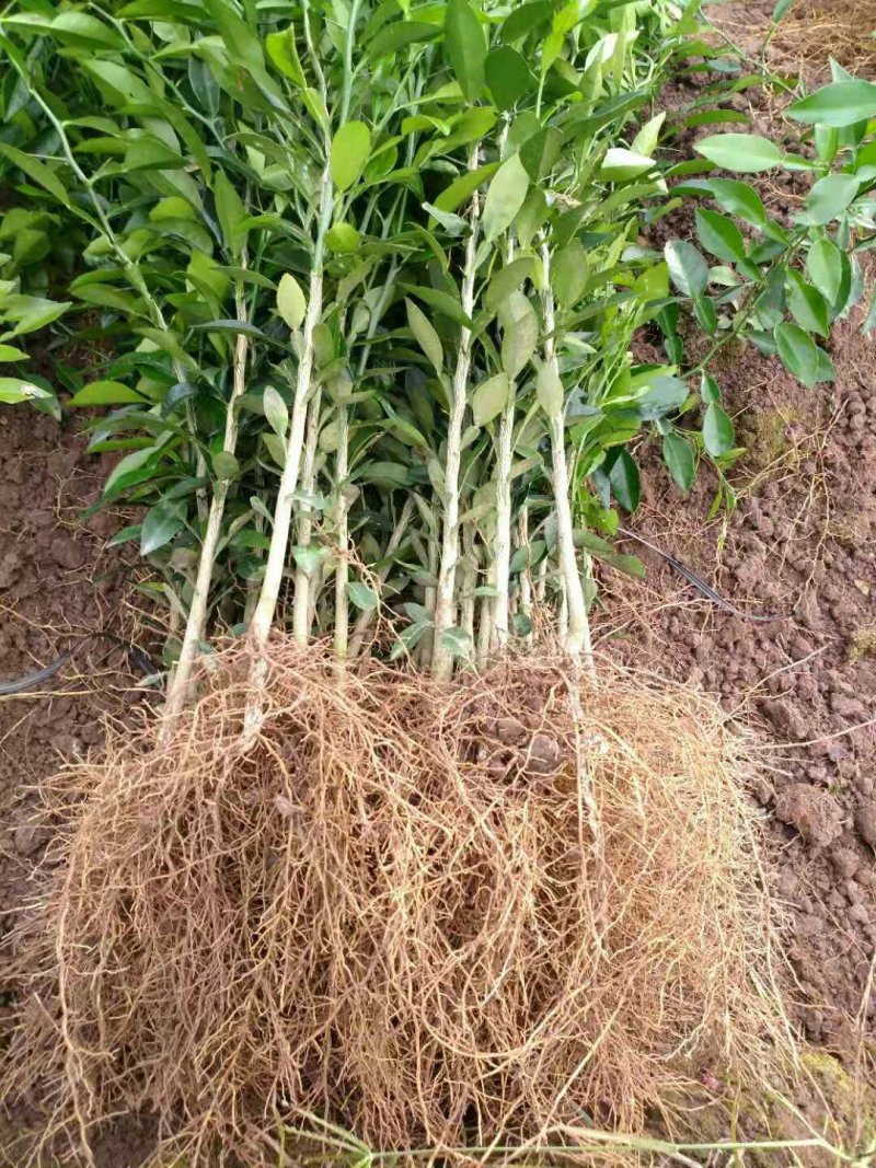 香橙苗，抗病强，适合嫁接各种柑橘苗，价格优惠