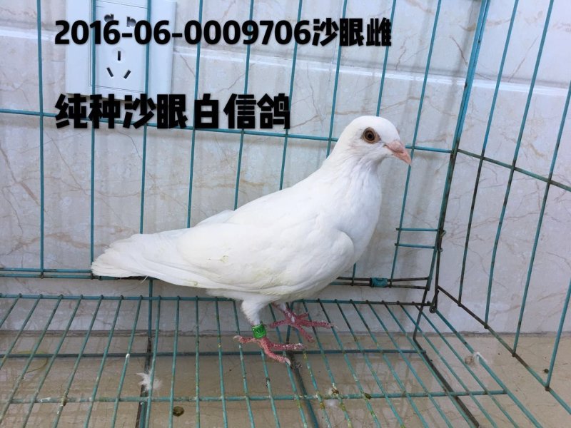 赛鸽信鸽老鸽子基地直销支持在线交易保证质量品系