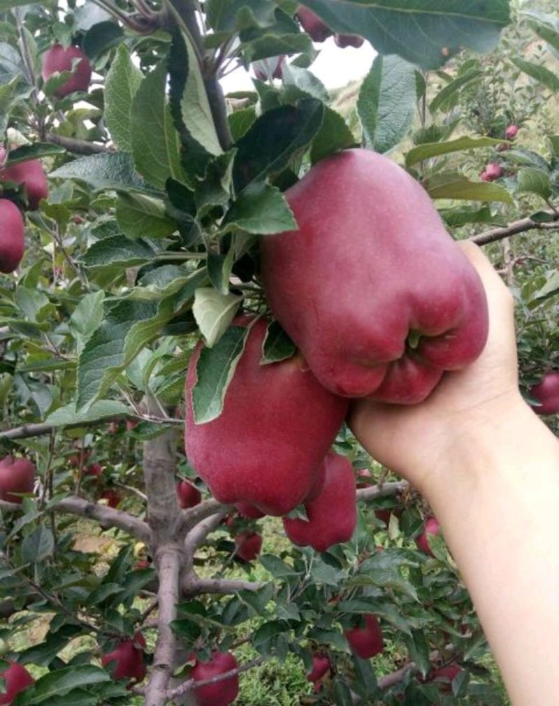 蛇果苹果树苗90-100cm
