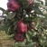 蛇果苹果树苗90-100cm