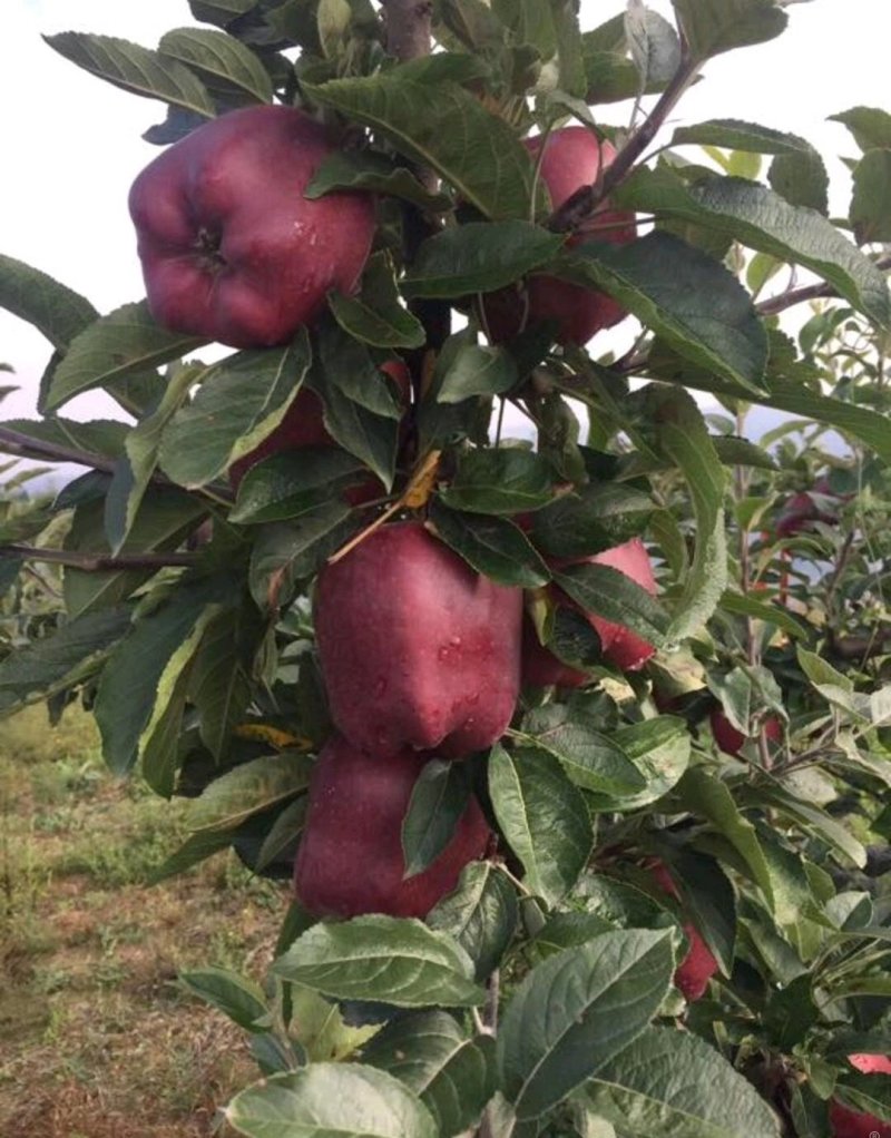 蛇果苹果树苗90-100cm