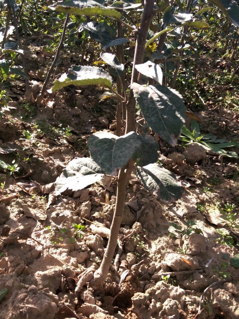 蛇果苹果树苗90-100cm