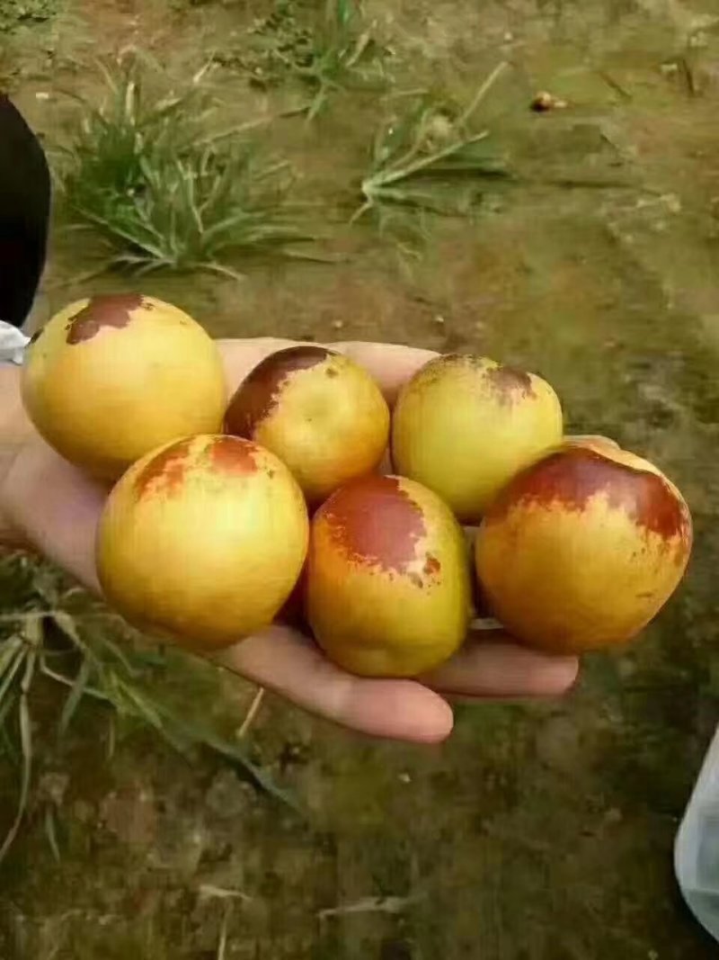 沾化冬枣开始出库了欢迎各地客商前来收购