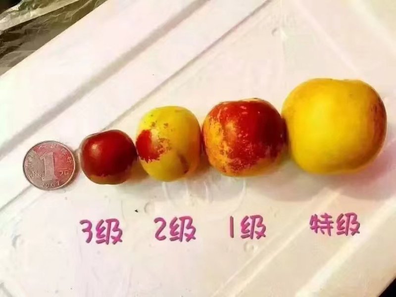 沾化冬枣开始出库了欢迎各地客商前来收购