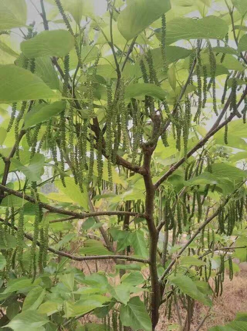 本公司，常年出售，嫁接各水果苗木，枣树苗20多个品种！！