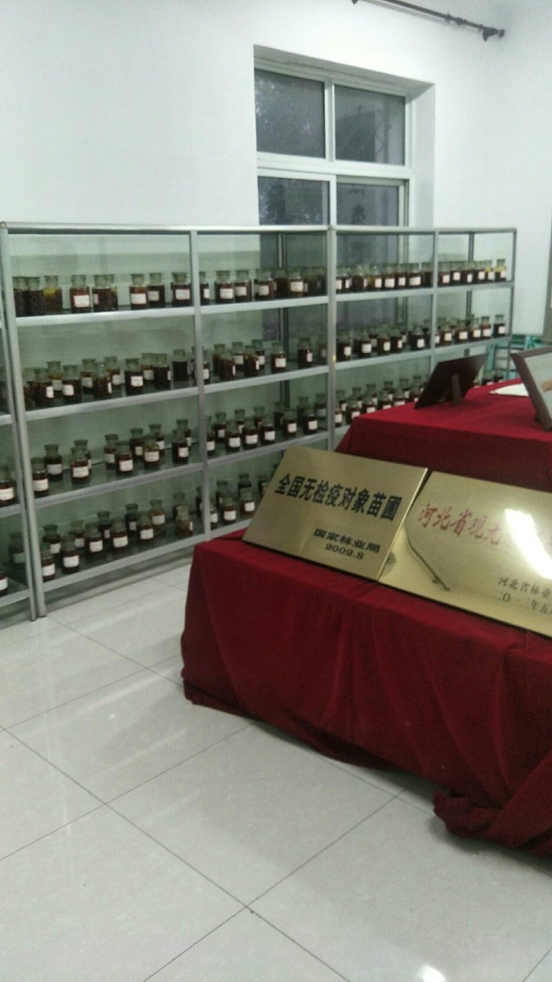 本公司，常年出售，嫁接各水果苗木，枣树苗20多个品种！！